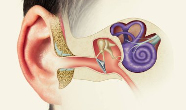 The anatomical structure of the human ear. Image clipart