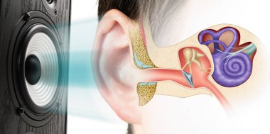 Sound speaker and structure of the human ear. Influence of loud sound on hearing. clipart