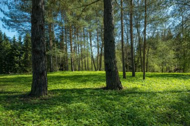Orman ağaçları. doğa yeşil ahşap güneş ışığı arka planı.