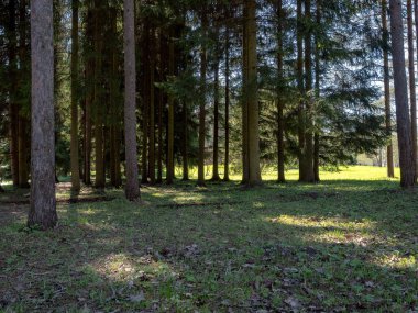 Ormanda güneş ışığı.