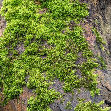 kökleri üzerinde yosun ile ağaç