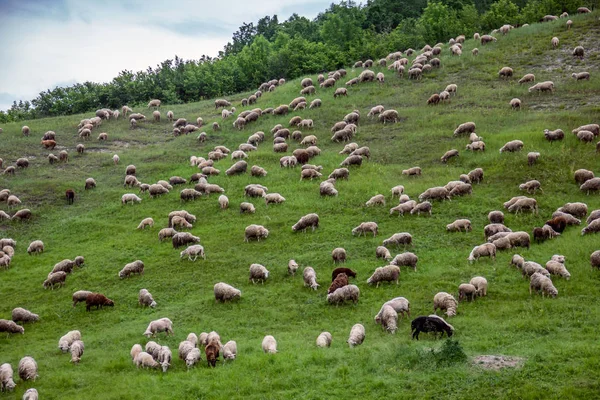 Grazing Sheep Eating Grass — Stock Photo, Image