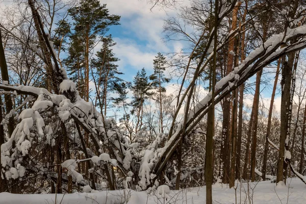 Изогнутые Деревья Покрытые Снегом — стоковое фото