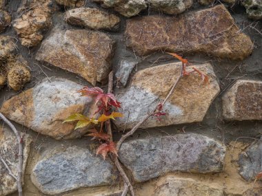 Bir Taş Duvar üzerinde Kırmızı Yaprakları ile Bir Sarmaşık Şube Yakın Görünümü