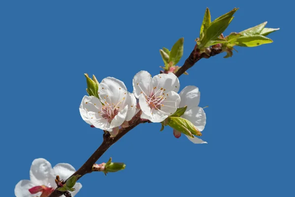 Branch Apple Tree Blossom Flowers Blue Sky — Stock Photo, Image