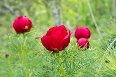 Yeşilde kırmızı çiçekler. Yumuşak odaklama.