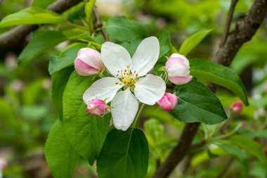 Kiraz çiçeğini yeşil yapraklarla kapatın