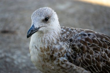 Siyah gagalı ve kahverengi tüylü küçük bir kuş. Kuş kameraya bakıyor.