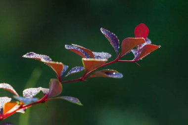 çiğ damlaları ile yeşil bir arka plan üzerinde kırmızı yaprakları