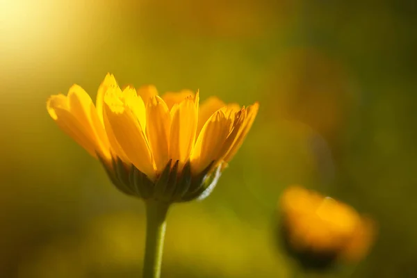 Fiore Calendula Alla Luce Del Sole — Foto Stock