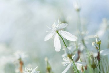Beyaz alan çiçek ışık bachground