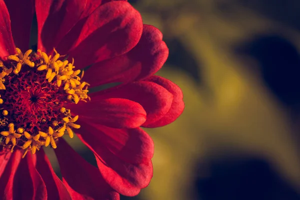 Luz Sombra Sobre Flor Asteraceae — Foto de Stock