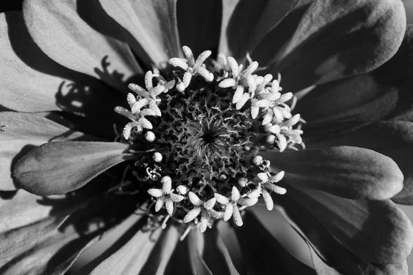 Luce Ombra Sul Fiore Asteraceae Bianco Nero — Foto Stock