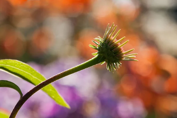 long stem of flower on bright field