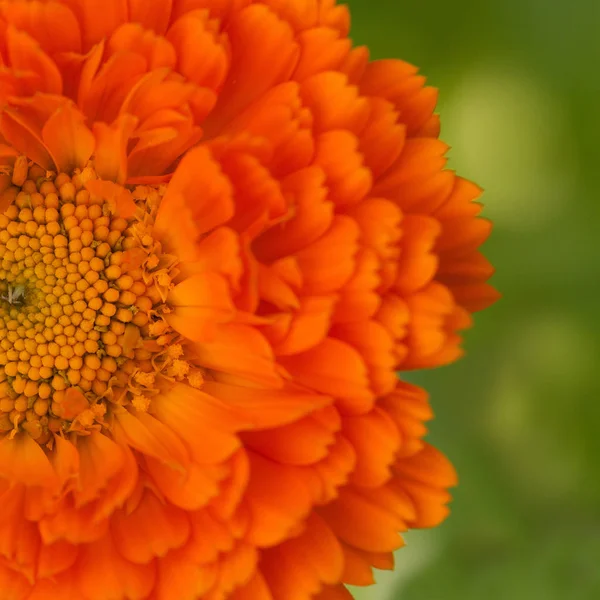 Leuchtend Orangefarbene Blume Geschlossen — Stockfoto