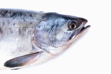 Beyaz arka plan üzerinde balık kafası