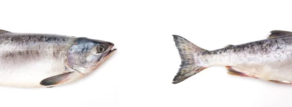Testa Coda Pesce Sfondo Bianco — Foto Stock