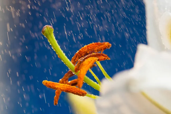 Lily Stamens Damla Yakın Çekim — Stok fotoğraf