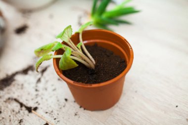 güzel yeşil Menekşe houseplant pota nakledilen yakından görmek