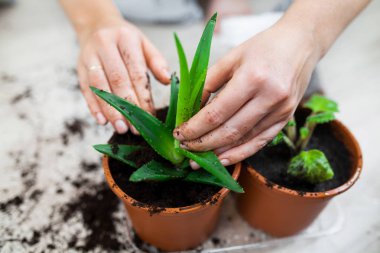 Yeşil houseplants tencerelerde dikim kadın kısmi görünümünü  