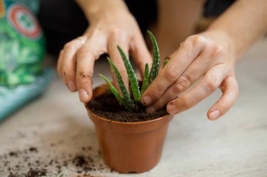 atış aloe bir tencereye dikim kişinin kırpılmış 