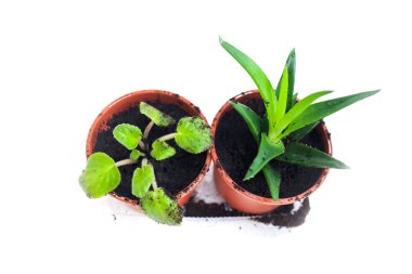 Beyaz arka plan üzerinde mor ve aloe tencere Üstten Görünüm