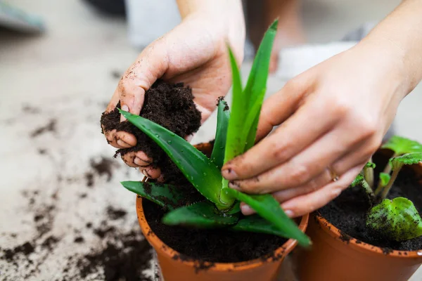 Tiro Cortado Pessoa Plantando Plantas Verdes Vasos — Fotografia de Stock