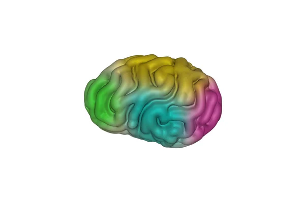 3d illustration. the human brain with areas of activity highligh