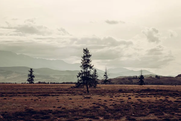 Tiro Cênico Árvore Solitária Campo Contra Montanhas — Fotografia de Stock