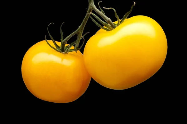 Kilka żółtych pomidorów na białym na czarnym tle — Zdjęcie stockowe