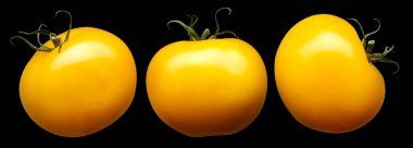 Grup siyah arka plan üzerine izole sarı domates