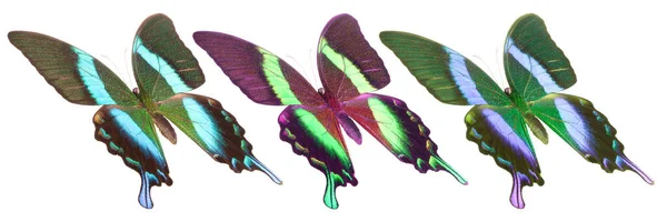 Zestaw Kolorowych Motyli Odizolowanych Białym Tle — Zdjęcie stockowe