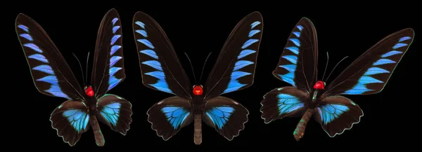 Conjunto de coloridas mariposas aisladas sobre un fondo negro —  Fotos de Stock