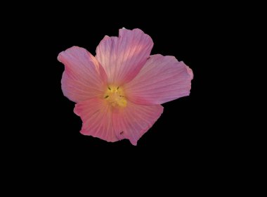 Hibiscus çiçek siyah arka plan üzerine