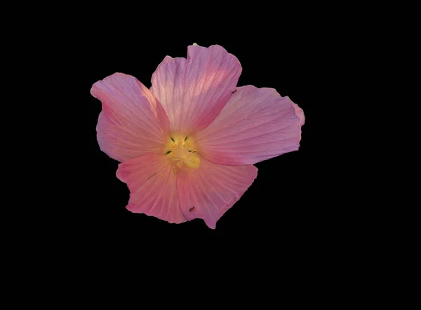 Hibiscus çiçek siyah arka plan üzerine