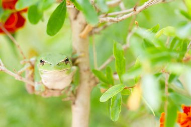 Küçük granouille verte dans un arbre nous