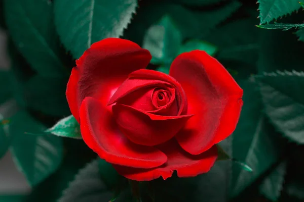 Gül rengi ruj ve siyah şarap.