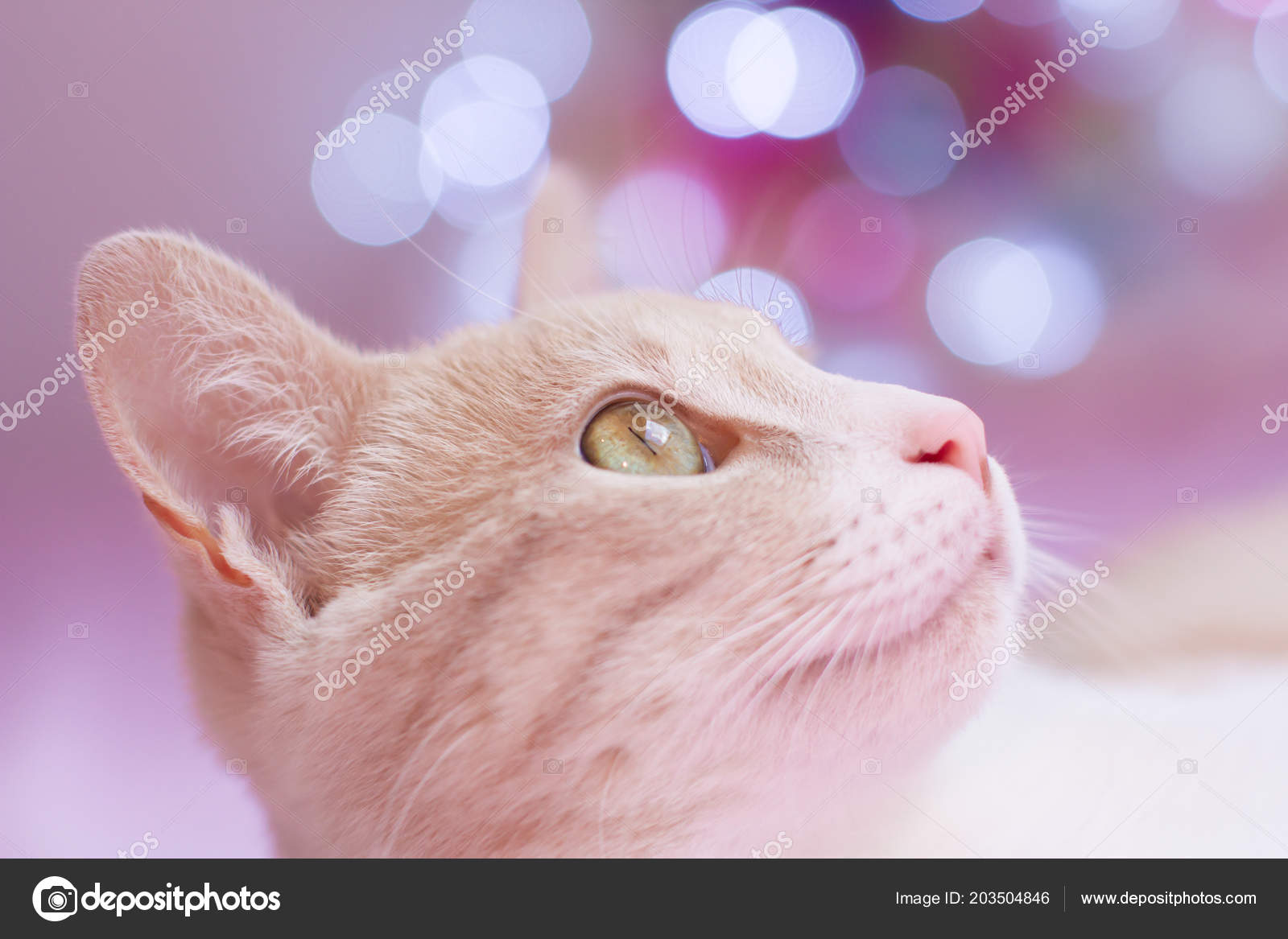 Petit Chat Roux Blanc Avec Regard Joueur Stock Photo Image By C Lucysavi Petit Chat Roux Blanc Avec Regard Joueur Stock Photo Image By C Lucysavi