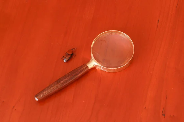 Masaya oturun. Böcek yuvası Marron Mort.