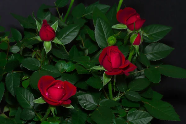     Güller koyu siyah olur. 