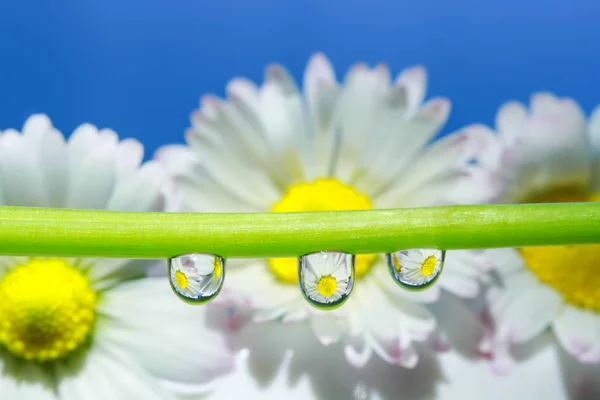 Paquerette dans des gouttes d 'eau' yu geri çevirir. 