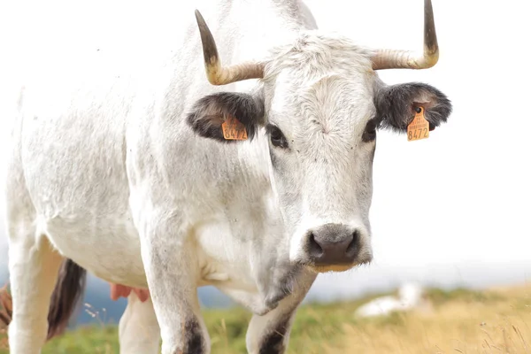 Vache dans un champs on montagne 