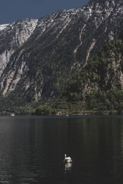Mavi gökyüzünün arka planında yüzen yalnız bir kuğu ve kar zirveleri olan yüksek dağlar. Hallstatt. Avusturya