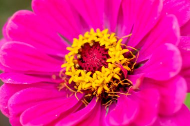 Yeşil arka planda pembe çiçek