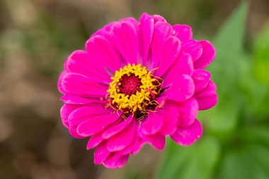 Bahçedeki kırmızı çiçek