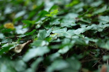 Bahçede yeşil yapraklar