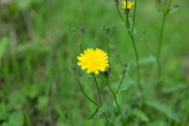 Bahçedeki sarı çiçek.