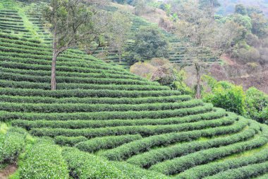 tea plantations, note select focus with shallow depth of field clipart