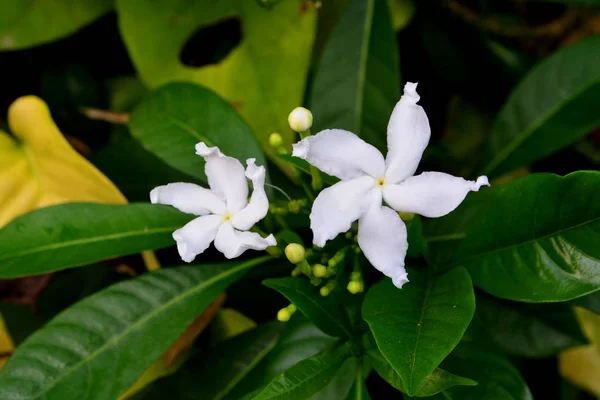 Jasmine Krepowy Gardenia — Zdjęcie stockowe