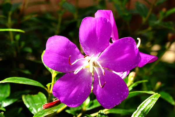 Tibouchina Urvilleana Purpurowy Kwiat Księżniczka — Zdjęcie stockowe
